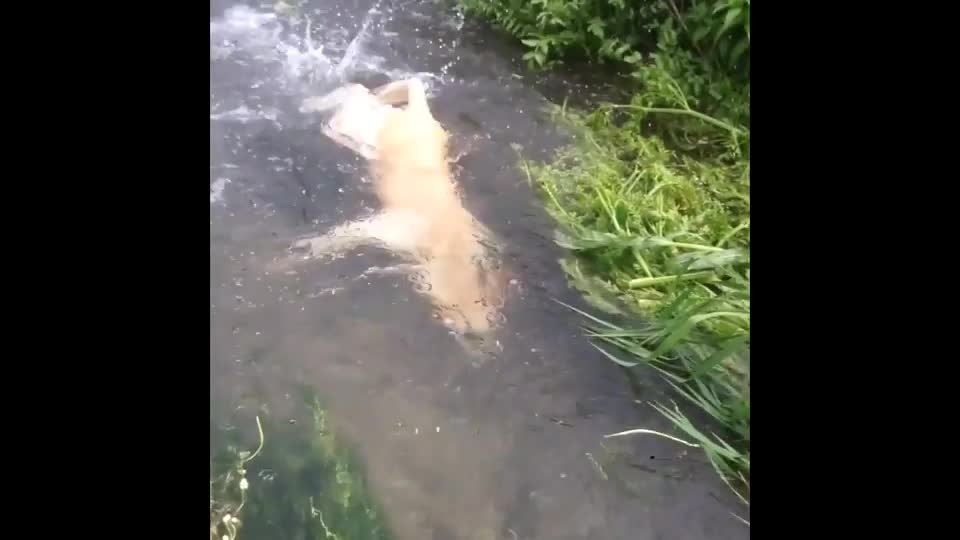 dog crazy about water