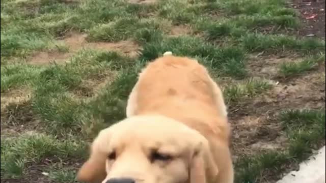 A dog played a trick on by its master