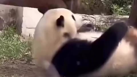 Panda 🐼 funny 🤣