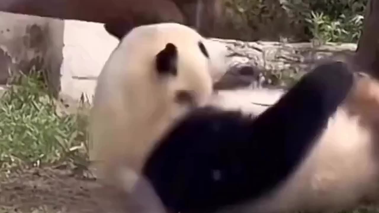 Panda 🐼 funny 🤣