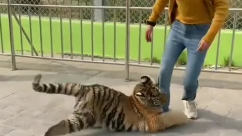 Tiger 🐅 playing with lady