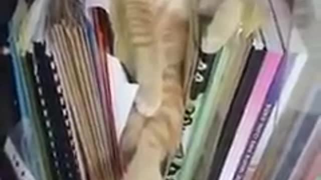 Library cat