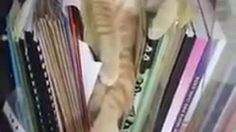 Library cat