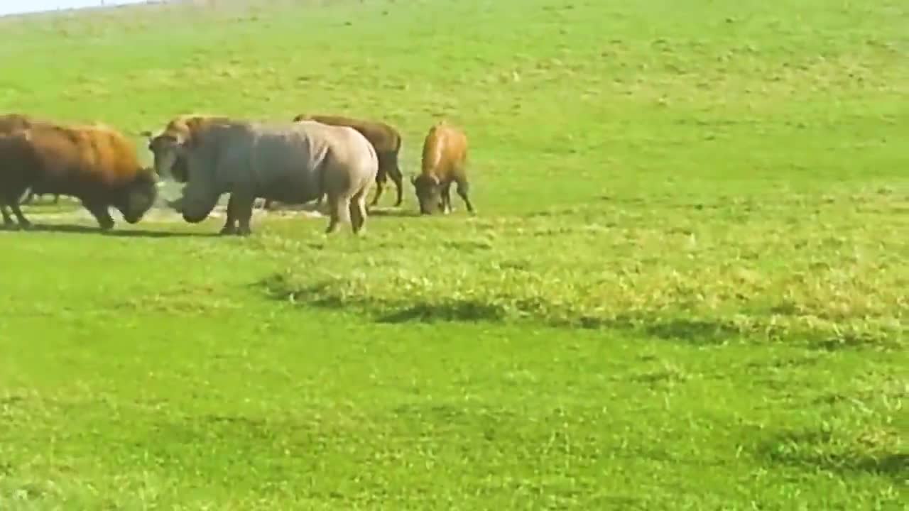 30 Times Animals Messed With The Wrong Opponent !.mp4