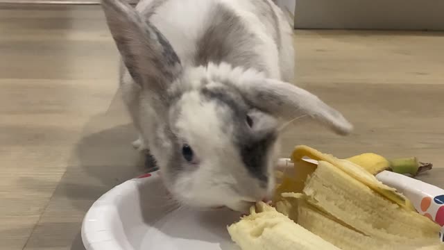 Bunny FooFoo Loves Bananas