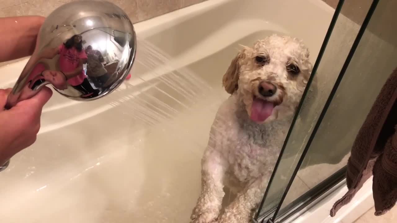 How to give your Dog bath