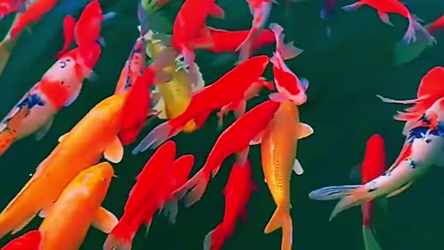 I wish you fish every year