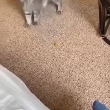 ""Funny English Meme""Funny Cat Here