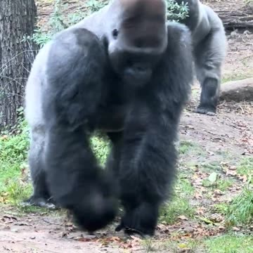 The former Alfa Gorilla meets a new Silverback Gorilla