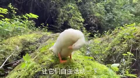 snow white duck