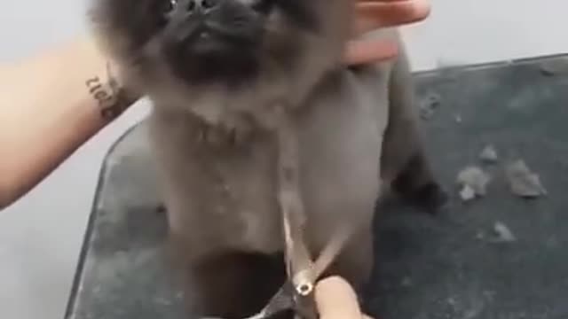 Dog dancing to musec while getting a haircut compilation animals telent dog dance