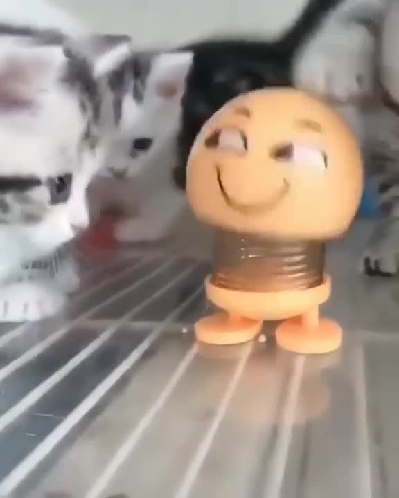 funny cute cats 🤣