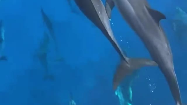 Training a pod of dolphins how about I be a commander hahaha