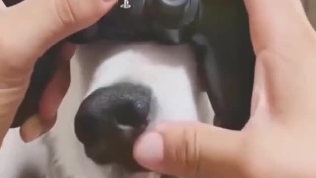 best dog funny videos - funny dogs - prepare yourself to cry with laughter - best dog videos #shorts