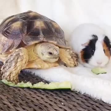Rare animal friendships: Tortoise & Guinea Pig share snack together
