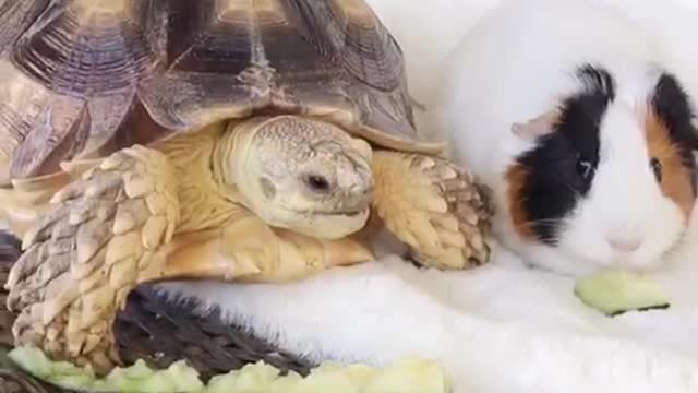 Rare animal friendships: Tortoise & Guinea Pig share snack together