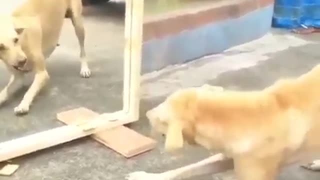 Funny Dog Mirror Prank New Funny Vide...