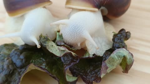 Snail eating lettuce