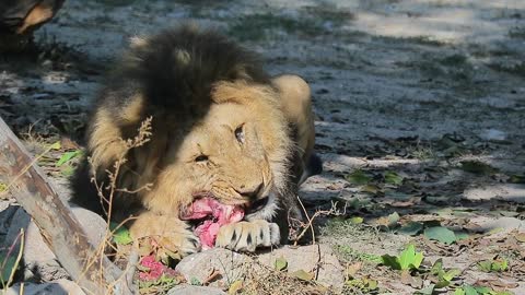 zoo animals lion meat eating