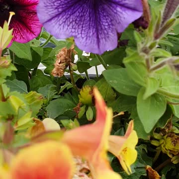 WOW colourful flowers