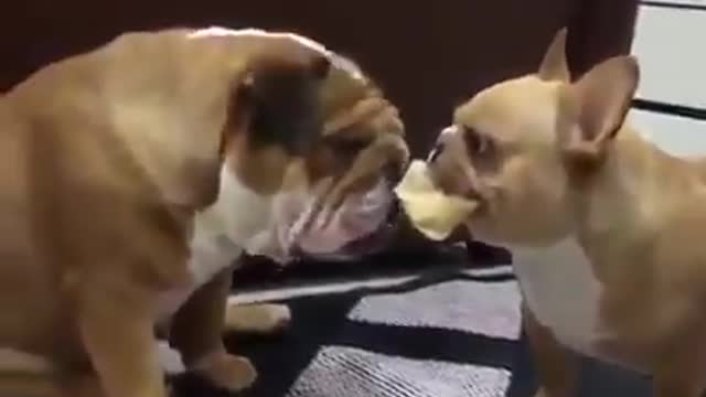 😅chip vs dog🤣