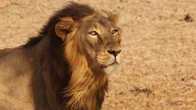 Have you ever seen a lion up close?||nice lion