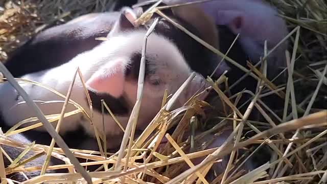 Cute Baby Piglets