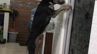 Dog Opens the Door