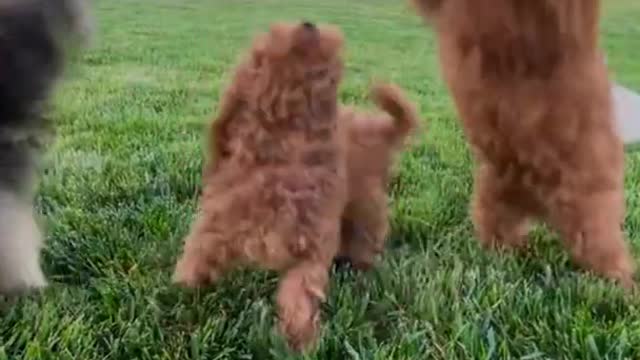 So Cute Puppy Video Status"😍 #puppy #dog #animal #pet #cute_whatsapp_status