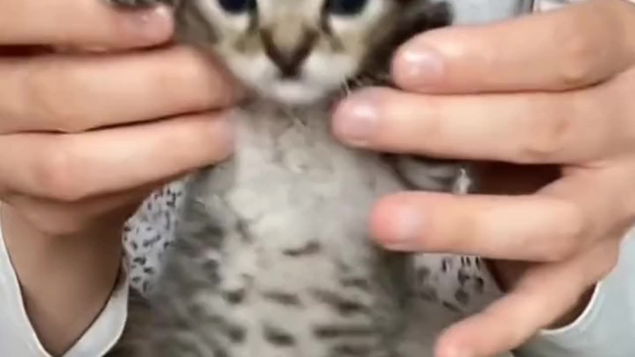 Cute kitten