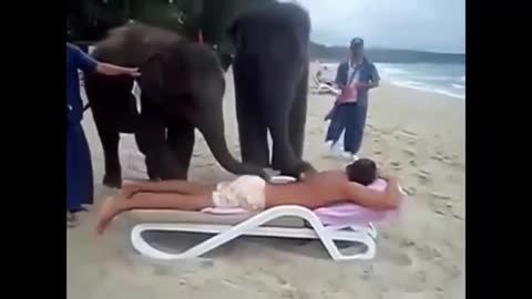 elephant play with man beautiful funny video