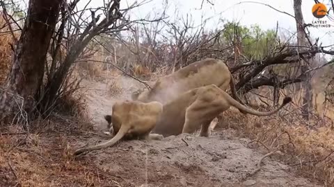 Lions Play Tug of War with Warthog Trying to Escape