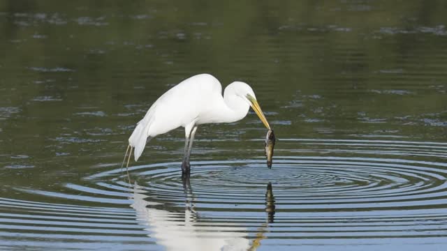 Catfish -- Hard to swallow!