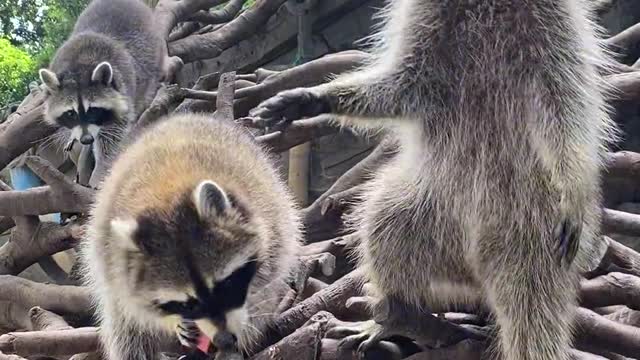 Small raccoon