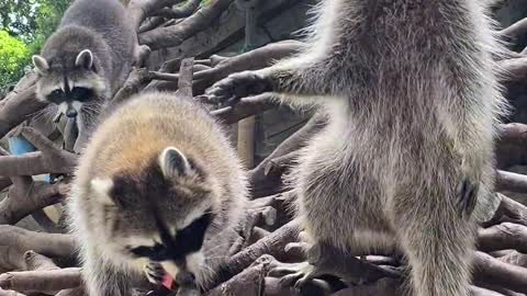 Small raccoon