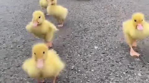 this dog is playing with his duck brother