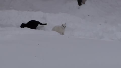 😂 Two cats prank each other and dog in snow 😂 Super Funny and Cute