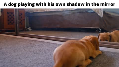 A dog playing with his own shadow in the mirror