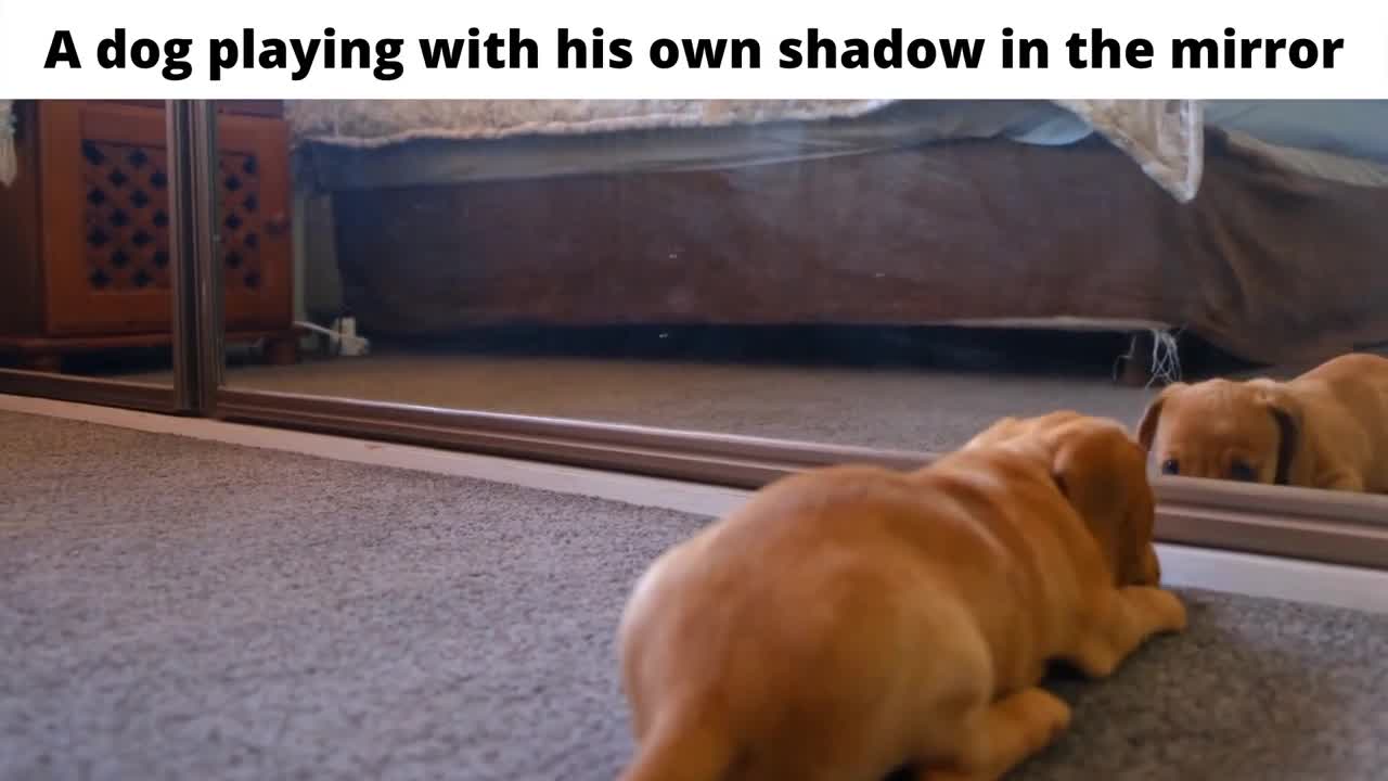 A dog playing with his own shadow in the mirror