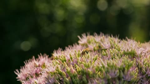 Bees on a pink flower