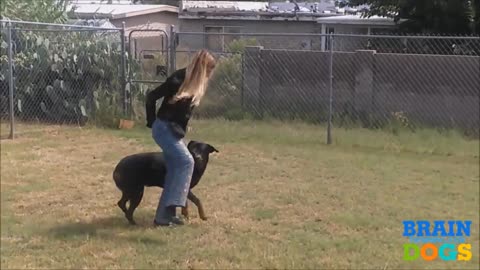 Improve your Dogs Behavior by giving Training