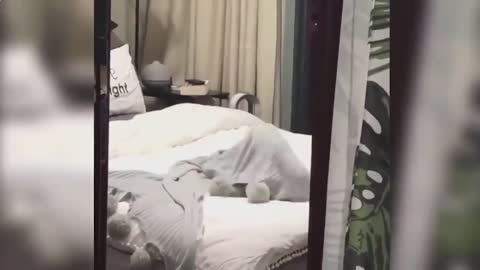 Many funny dogs