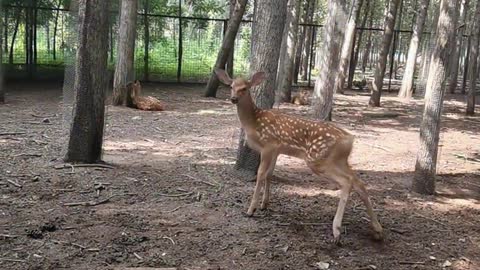 Sika deer