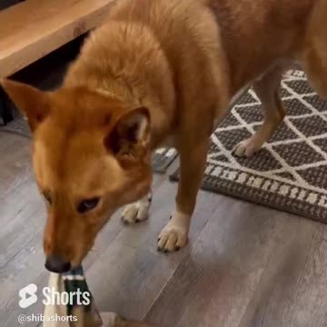 Dog Shows Off Amazing Ninja Skills