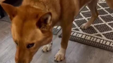 Dog Shows Off Amazing Ninja Skills