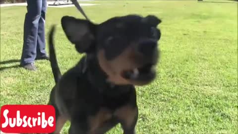 Make Dog Become Fully Aggressive With Few Simple