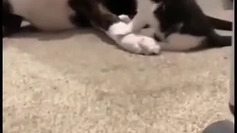 Cute dog and kitten