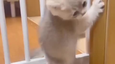 #cat