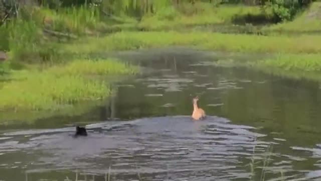 Bear attacks buck in water._batch