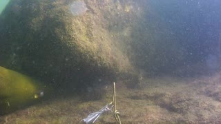 Green Moray EEL Filmed at Jetty Park Pier Port Canaveral – Florida